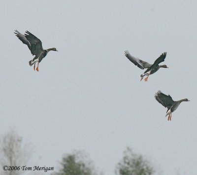White-fronted Geese landing