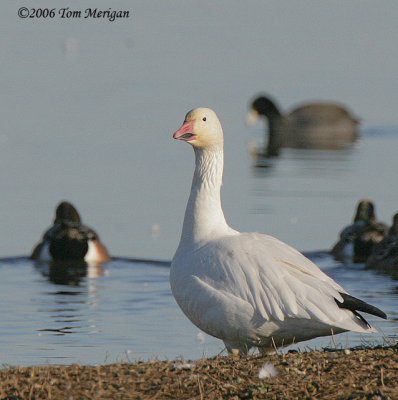 Snow Goose