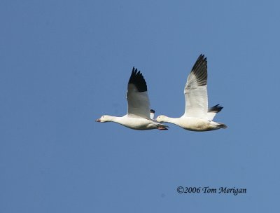 Snow Geese in flight