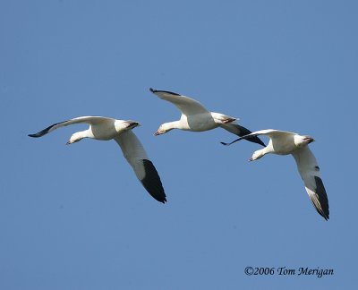 Snow Geese in flight