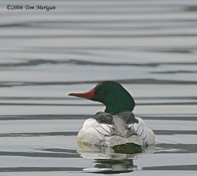 Common Merganser,male in breeding plumage