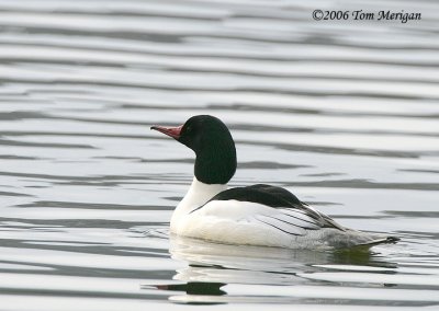 Common Merganser,male in breeding plumage