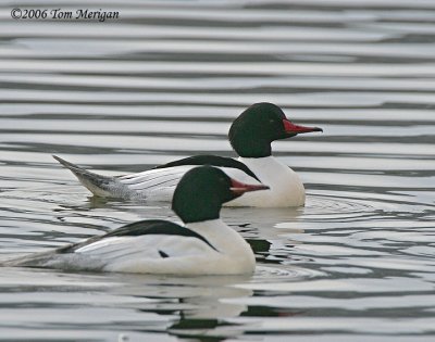Common Merganser,males in breeding plumage