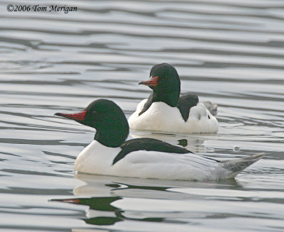 Common Merganser,males in breeding plumage