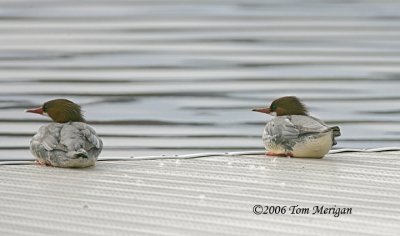 Common Merganser,females in breeding plumage