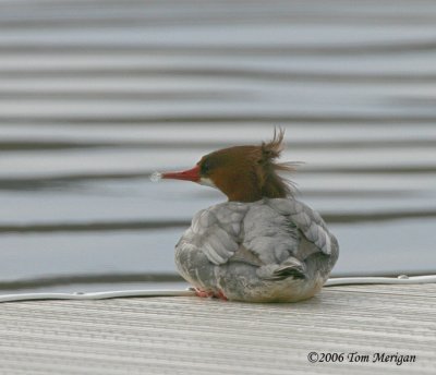 Common Merganser,female in breeding plumage