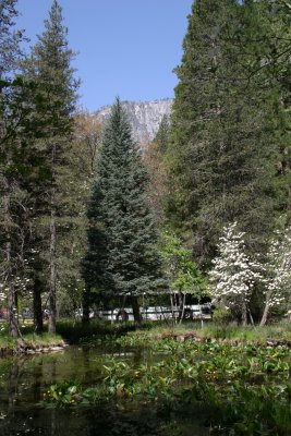 Merced River and Dogwood in the spring