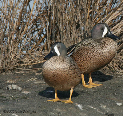Blue-winged Teal,males