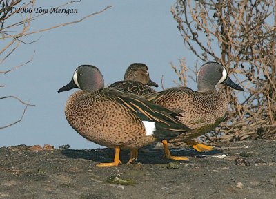 Blue-winged Teal,2 males and a female