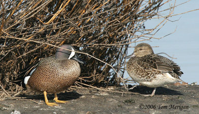 Blue-winged Teal,male and female