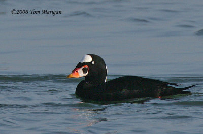 Surf Scoter,male