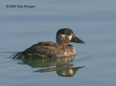 Surf Scoter,female