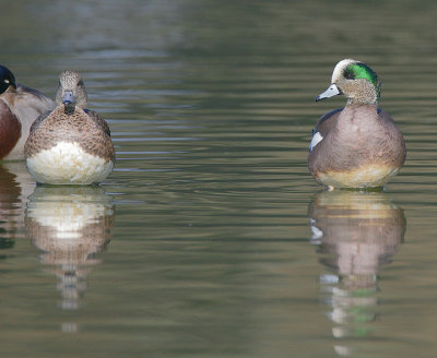 American Wigeon,male and female pair