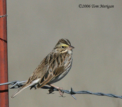 Savannah Sparrow