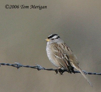 White-crowned Sparrow