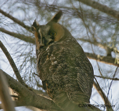 Long-eared Owl