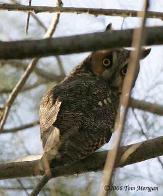 Long-eared Owl