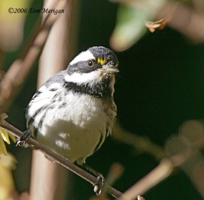 Black-throated Grey Warbler