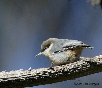 Pygmy Nuthatch