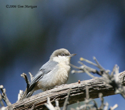 Pygmy Nuthatch