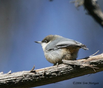 Pygmy Nuthatch