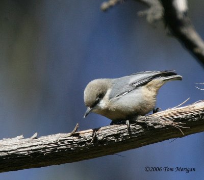 Pygmy Nuthatch