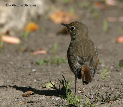 Hermit  Thrush