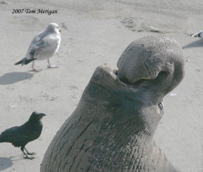 Elephant Seals