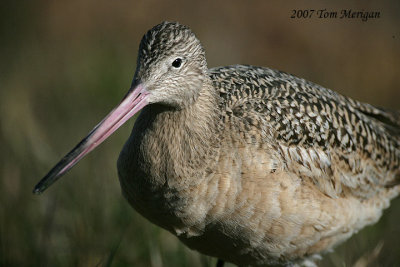 Marbled Godwit