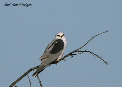 White-tailed Kite