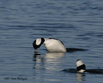 Bufflehead begins a dive for food