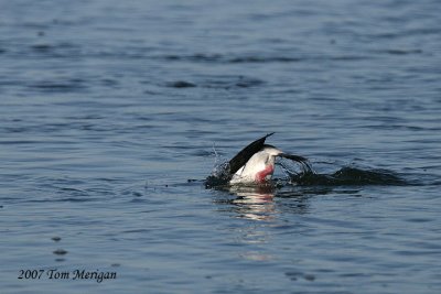Bufflehead further along on dive