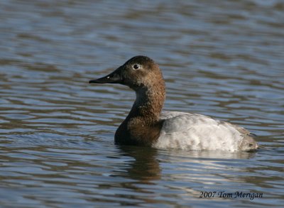 Canvasback,female