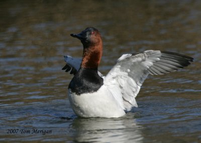 Canvasback,male takes a bow