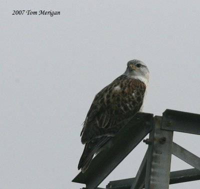 Ferriginous Hawk