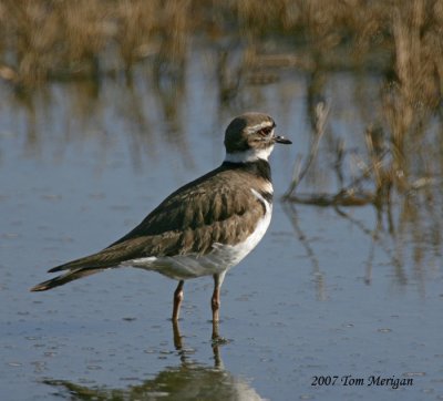 Killdeer