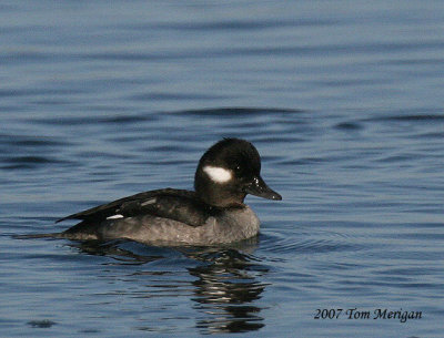 Bufflehead,female