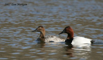 Canvasback pair