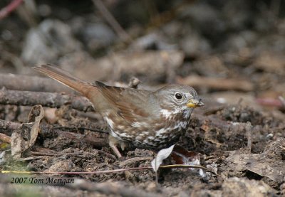 Sooty Fox Sparrow