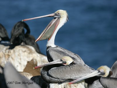 1.Brown Pelican begins a yawn