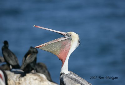 2.Brown Pelican opens wider