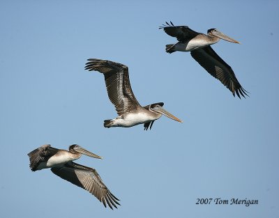 Brown Pelicans in flight