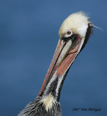 Brown Pelican