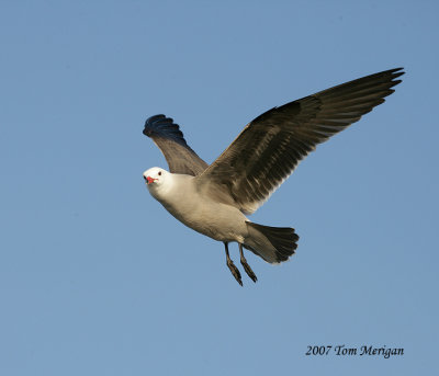 Heermann's gull,winter breeding plumage in flight