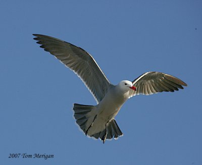 Heermann's Gull,winter breeding plumage in flight