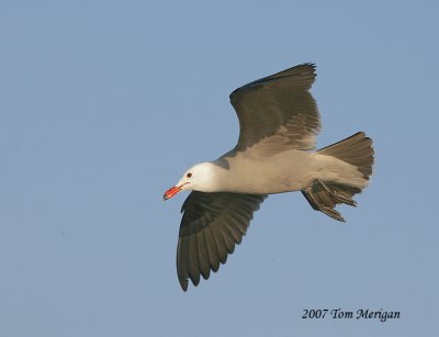 Heermanns Gull,winter breeding plumage in flight