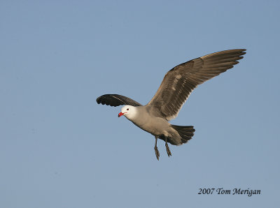 Heermann's Gull,winter breeding plumage in flight