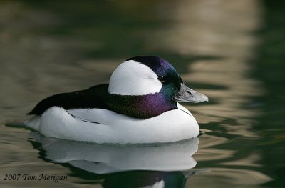 Bufflehead,male