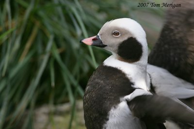 Long-tailed Duck,male in winter breeding plumage