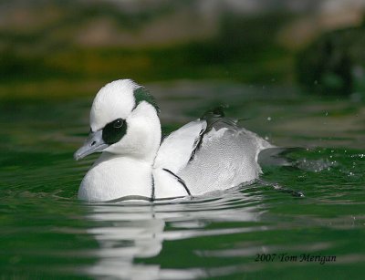 Smew